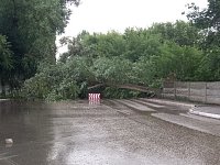 Разгул стихии: шквалистый ветер валит деревья 