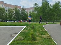 Зеленый газон - гордость стадиона