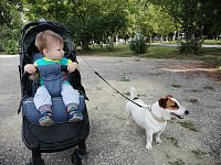 Правила выгула собак: что разрешено и что запрещается на территории городского округа