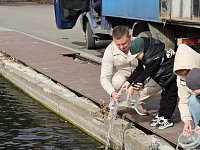 Рыбы в светловском водоёме стало больше