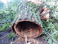 Службы благоустройства ликвидировали последствия шквалистого ветра