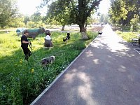 О собаках и не только о них